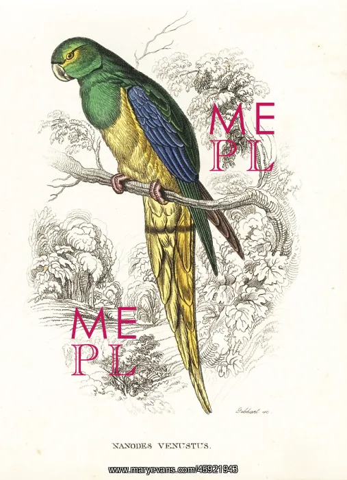 : Blue-winged parrot, Neophema chrysostoma : Blue-winged parrot, Neophema chrysostoma