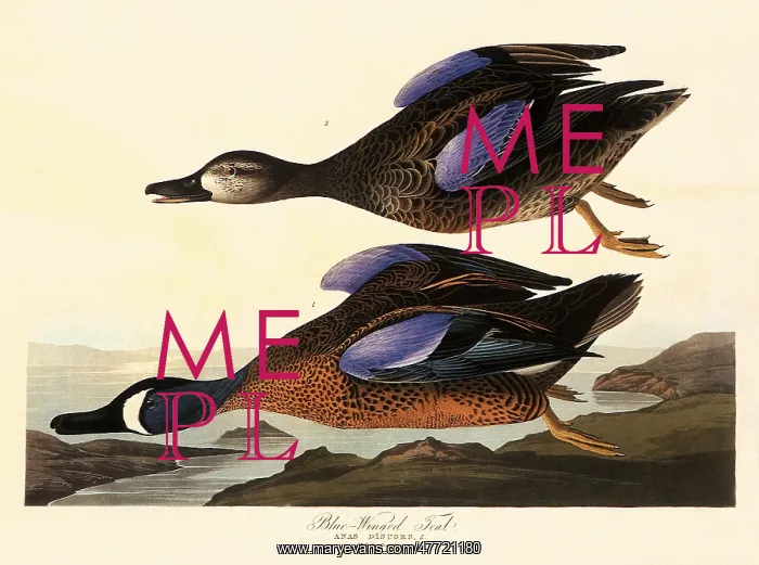  : Blue-Winged Teal, Anas discors