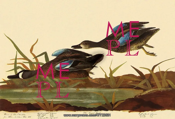  : Blue-Winged Teal, Anas discors