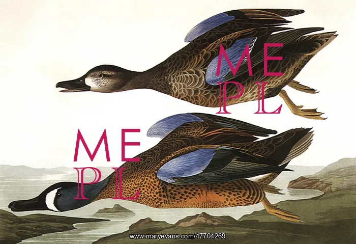  : Blue-Winged Teals