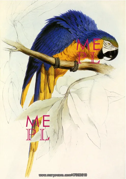  : Blue and Yellow Macaw, Ara ararauna