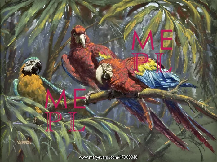 : Blue and Yellow Macaw and two Scarlet Macaws : Blue and Yellow Macaw and two Scarlet Macaws