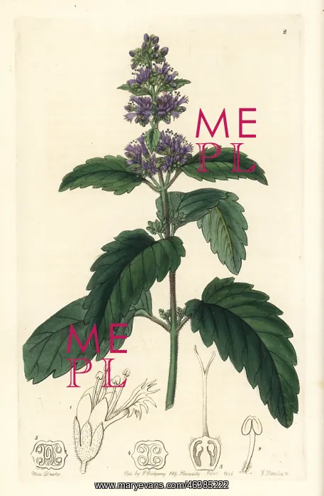 : Bluebeard, Caryopteris incana : Bluebeard, Caryopteris incana