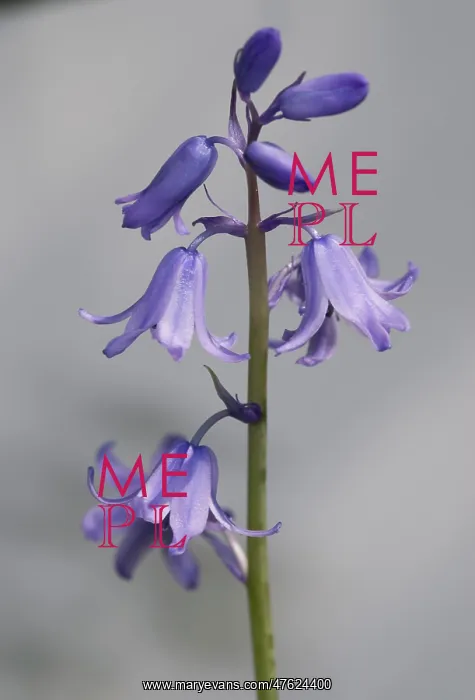 : Bluebell. A bluebell from the Wildlife Garden at the Natural History Museum, London : Bluebell. A bluebell from the Wildlife Garden at the Natural History Museum, London