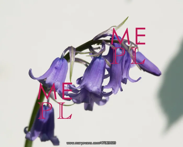 : Bluebell. A bluebell from the Wildlife Garden at the Natural History Museum, London : Bluebell. A bluebell from the Wildlife Garden at the Natural History Museum, London
