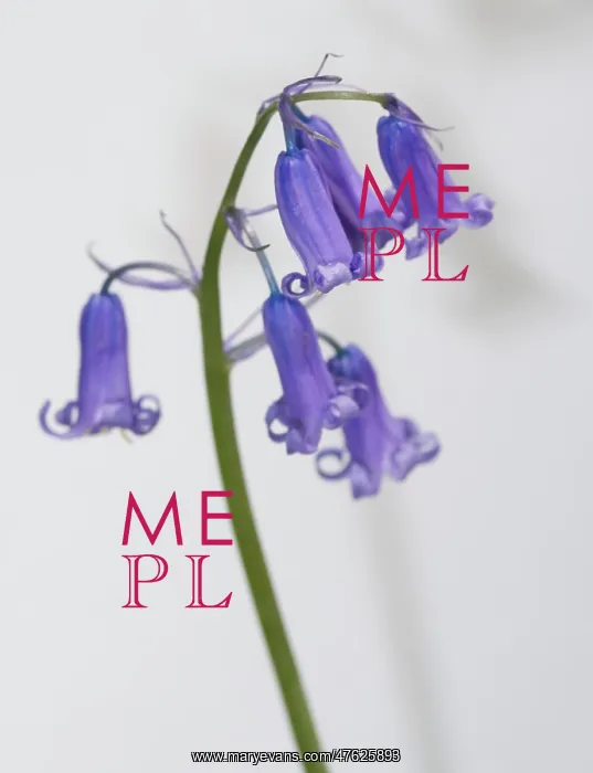 : Bluebell. A bluebell from the Wildlife Garden at the Natural History Museum, London : Bluebell. A bluebell from the Wildlife Garden at the Natural History Museum, London