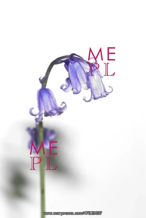 : Bluebell. A bluebell from the Wildlife Garden at the Natural History Museum, London : Bluebell. A bluebell from the Wildlife Garden at the Natural History Museum, London
