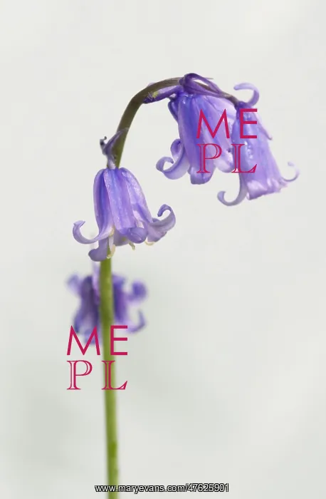 : Bluebell. A bluebell from the Wildlife Garden at the Natural History Museum, London : Bluebell. A bluebell from the Wildlife Garden at the Natural History Museum, London