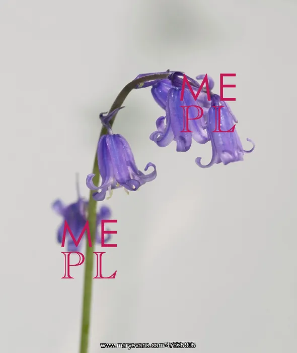: Bluebell. A bluebell from the Wildlife Garden at the Natural History Museum, London : Bluebell. A bluebell from the Wildlife Garden at the Natural History Museum, London