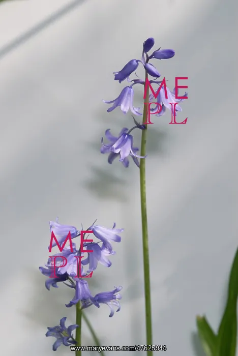 : Bluebell. A bluebell from the Wildlife Garden at the Natural History Museum, London : Bluebell. A bluebell from the Wildlife Garden at the Natural History Museum, London