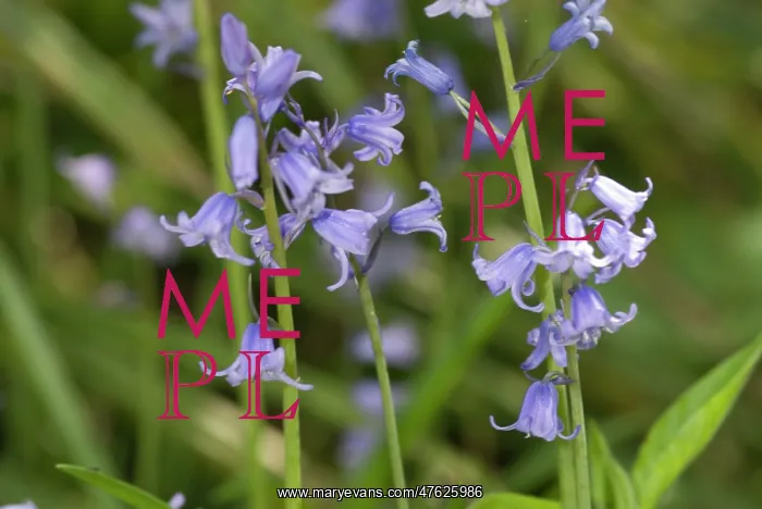 : Bluebell. A bluebell in the Wildlife Garden at the Natural History Museum, London : Bluebell. A bluebell in the Wildlife Garden at the Natural History Museum, London