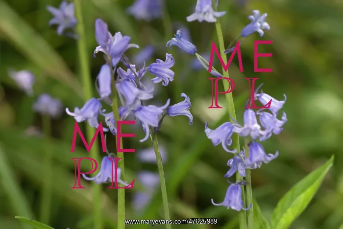 : Bluebells in the Wildlife Garden at the Natural History Museum, London : Bluebells in the Wildlife Garden at the Natural History Museum, London