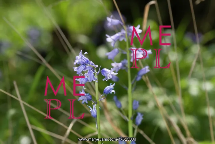 : Bluebells in the Wildlife Garden at the Natural History Museum, London : Bluebells in the Wildlife Garden at the Natural History Museum, London