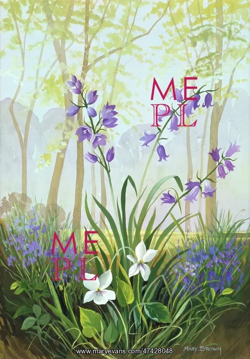  : Bluebell Wood