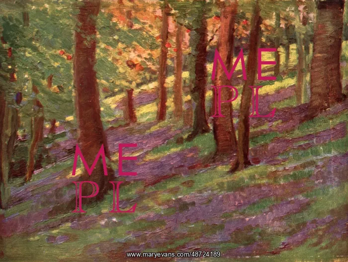 : The Bluebell Wood : The Bluebell Wood