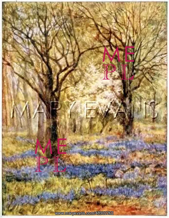  : BLUEBELL WOOD C1906