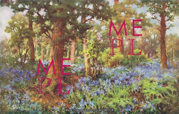  : A Bluebell Wood, Surrey