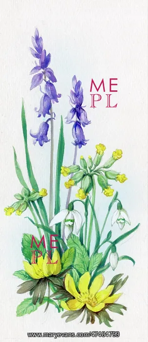  : Bluebells, cowslips, etc