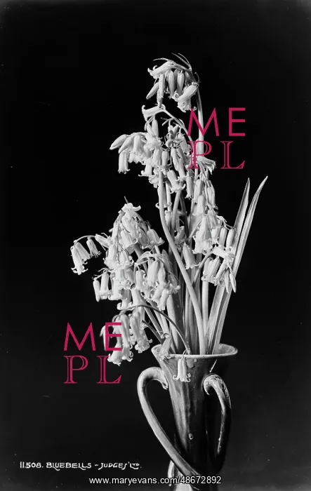 : Bluebells in a Vase : Bluebells in a Vase