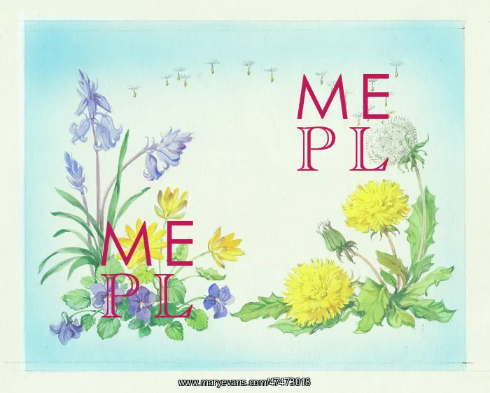  : Bluebells, violets, celandine and dandelion