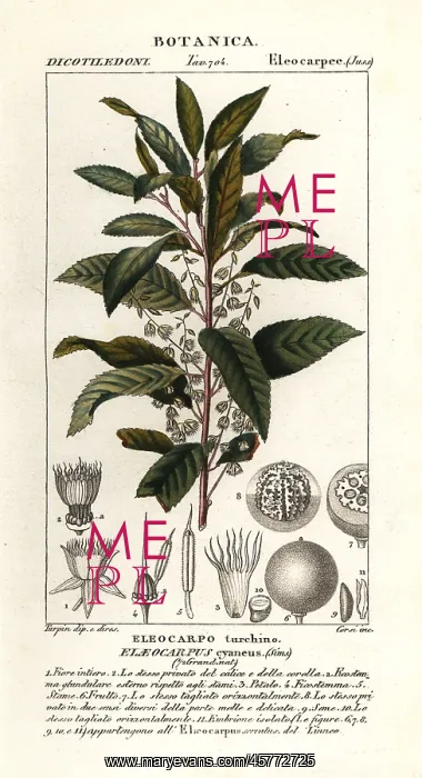 : Blueberry ash, Elaeocarpus cyaneus : Blueberry ash, Elaeocarpus cyaneus