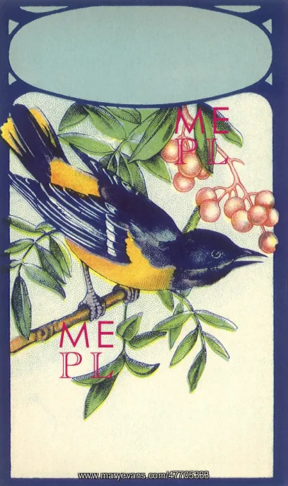  : Bluebird, Berries