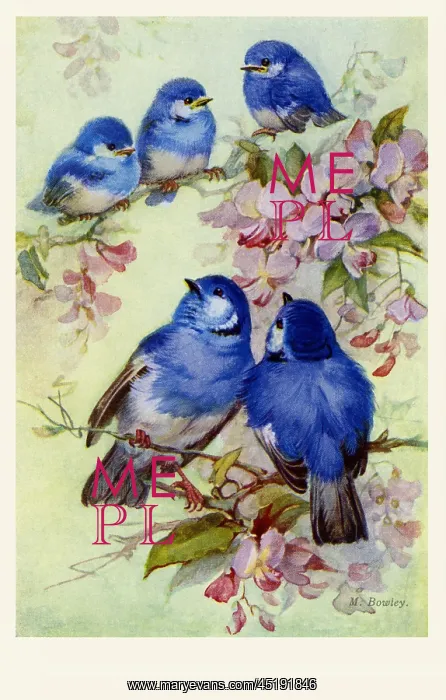  : Bluebirds & blossoms