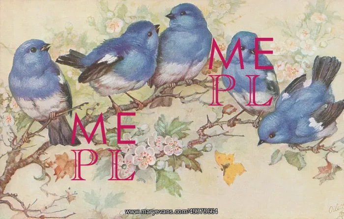 : Bluebirds on a branch : Bluebirds on a branch