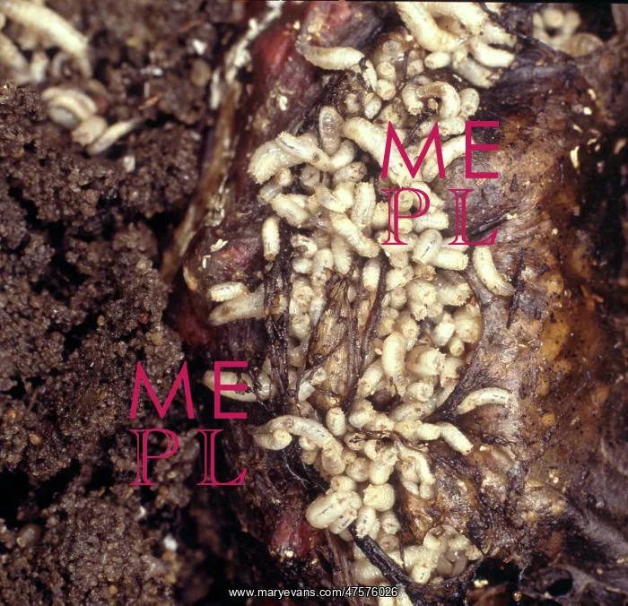 : Bluebottle maggots : Bluebottle maggots