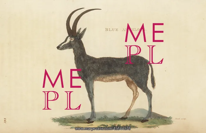 : Bluebuck, Hippotragus leucophaeus, extinct : Bluebuck, Hippotragus leucophaeus, extinct