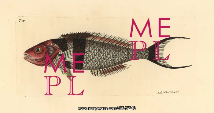  : Bluehead fish, Thalassoma bifasciatum