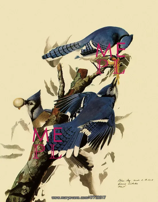  : Bluejays Feeding