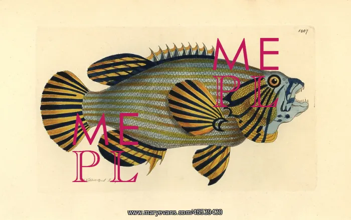 : Bluelined hind or rockcod, Cephalopholis formosa : Bluelined hind or rockcod, Cephalopholis formosa