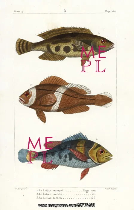 : Bluestriped snapper, saddleback clownfish and saddlegrunt : Bluestriped snapper, saddleback clownfish and saddlegrunt