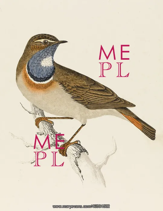 : Bluethroat - Bluebreast : Bluethroat - Bluebreast