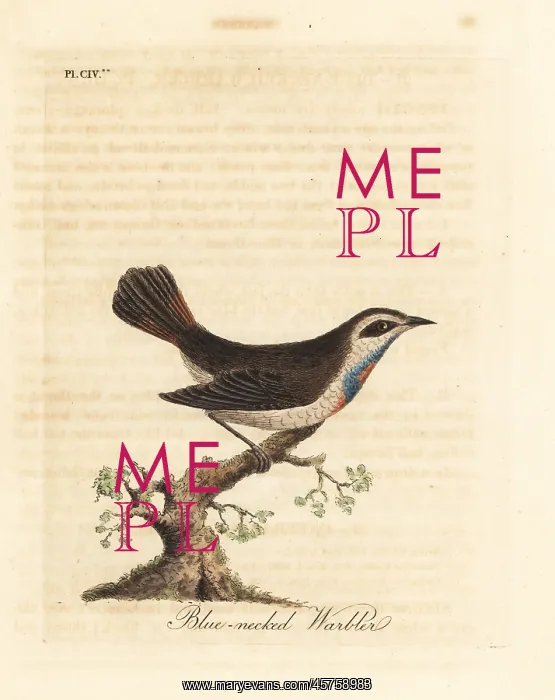: Bluethroat, Luscinia svecica : Bluethroat, Luscinia svecica