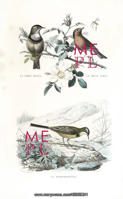: Bluethroat, robin and western yellow wagtail : Bluethroat, robin and western yellow wagtail