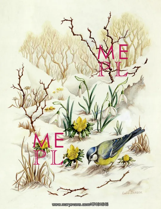  : Bluetit, aconites and snowdrops in the snow