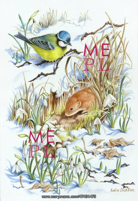  : Bluetit, vole and snowdrops in the snow