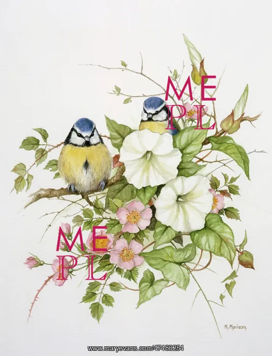 : Bluetits in Hedgerow Bindweed : Bluetits in Hedgerow Bindweed
