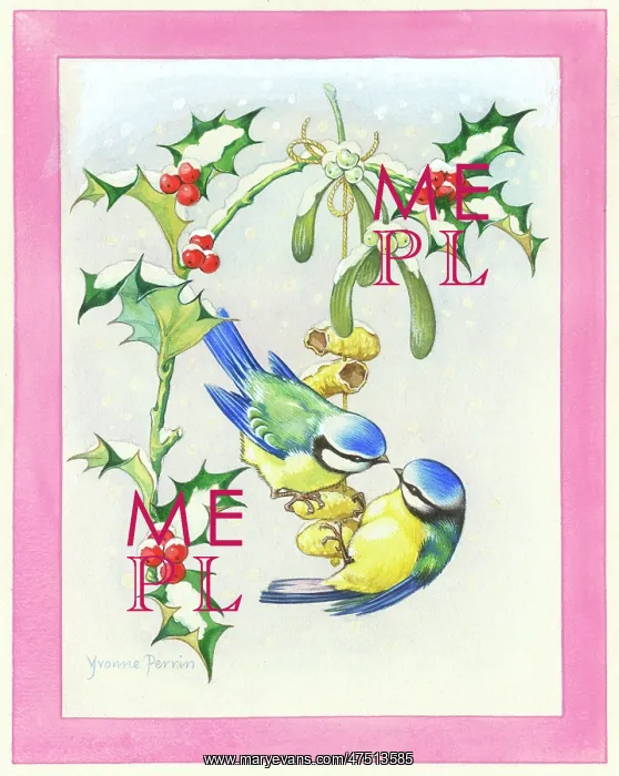 : Bluetits on monkey nuts hung from holly : Bluetits on monkey nuts hung from holly