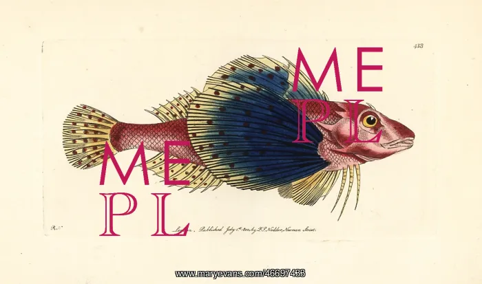 : Bluewing searobin, Prionotus punctatus : Bluewing searobin, Prionotus punctatus