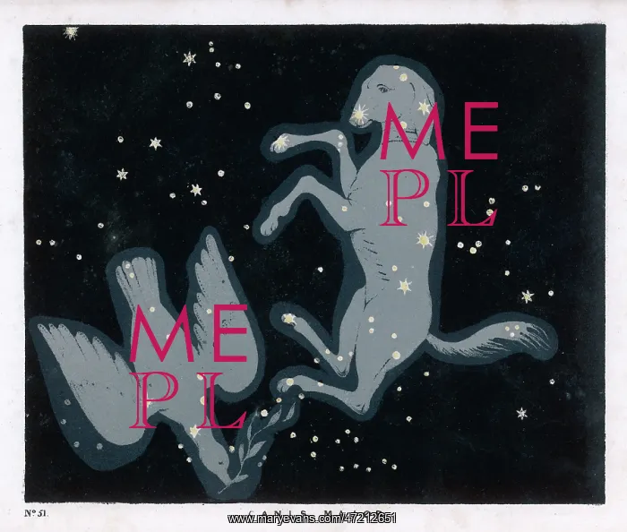 : BLUNT / CANIS MAJOR / PL 51 : BLUNT / CANIS MAJOR / PL 51