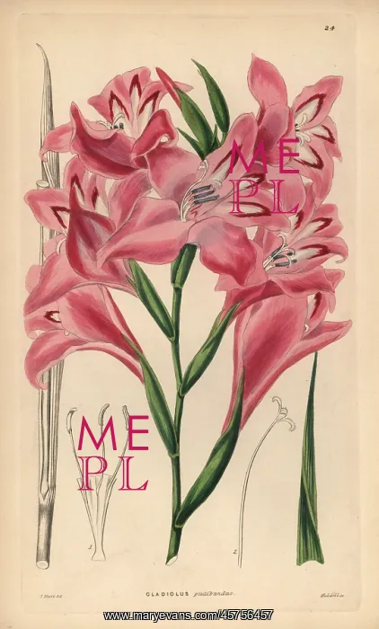 : Blush-flowered cornflag hybrid, Gladiolus x pudibundus : Blush-flowered cornflag hybrid, Gladiolus x pudibundus
