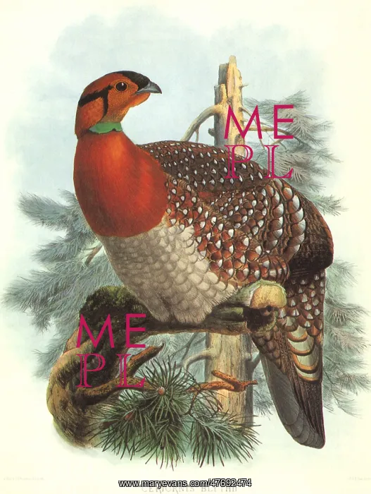 : Blyth's Trapogan, Tragopan blythii : Blyth's Trapogan, Tragopan blythii