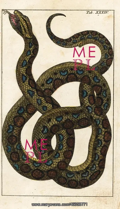 : Boa constrictor