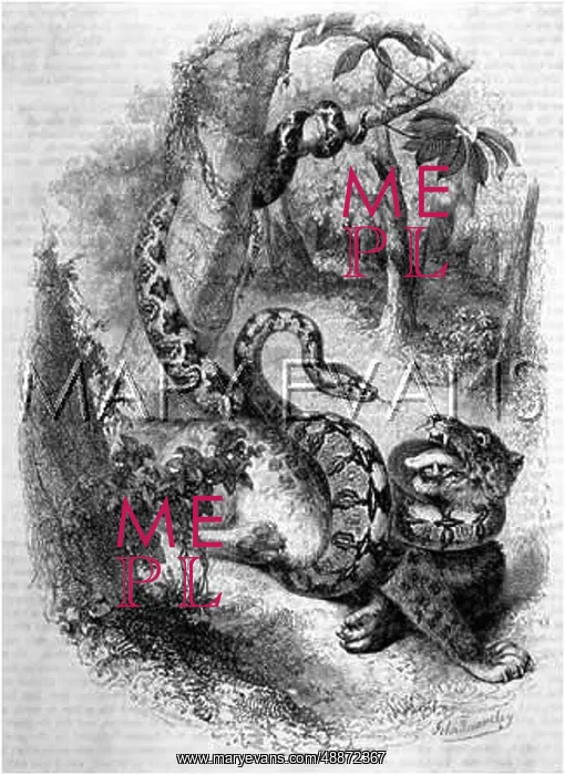  : Boa Constrictor attacking a tiger