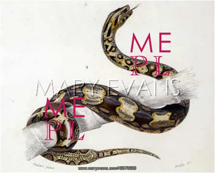: BOA CONSTRICTOR / DUHN : BOA CONSTRICTOR / DUHN