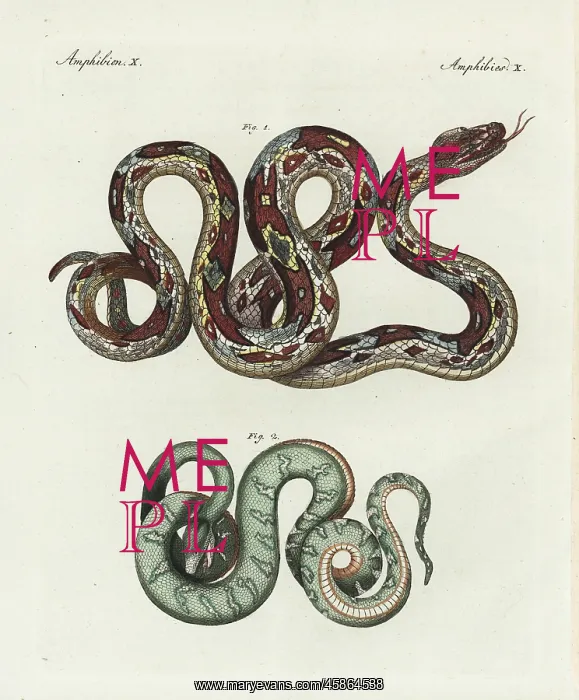 : Boa constrictor and emerald tree boa, Corallus canina : Boa constrictor and emerald tree boa, Corallus canina