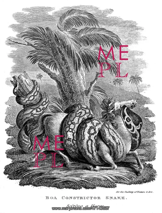 : Boa Constrictor snake seizing a horse : Boa Constrictor snake seizing a horse